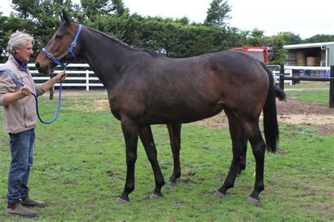 Fleet Of Foot - Australian Thoroughbred Bloodstock