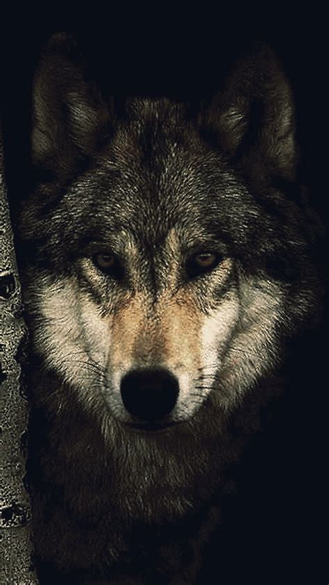 23 Wolf iPhone Wallpapers - Wallpaperboat
