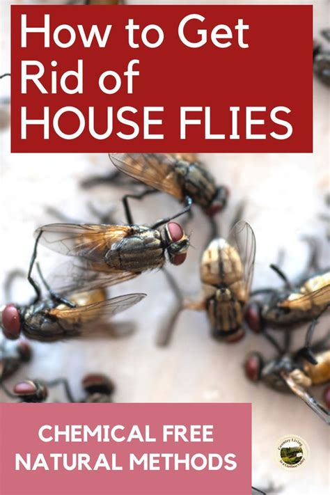 How To Get Rid Of Flies Inside Your House - Latest News