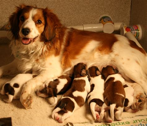 Kooikerhondje Info, Temperament, Care, Training, Puppies, Pictures