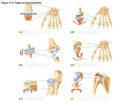 Solved Hinge Joint (uniaxial) Pivot Joint (unicial) Saddle, 55% OFF