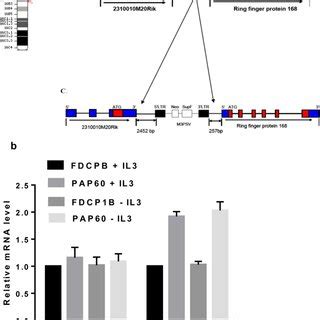 Identification of the provirus integration site in mouse chromosome 16... | Download Scientific ...