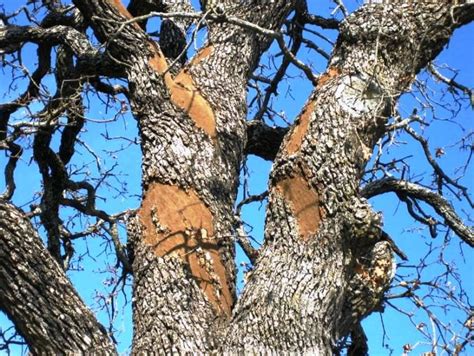 How To Identify Oak Wilt: Signs & Information