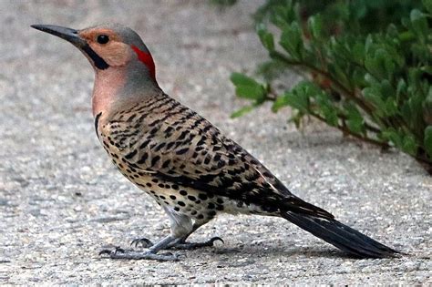 Yellowhammer - Northern Flicker (State Bird of Alabama)