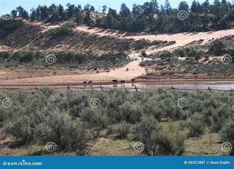 Open range cattle stock image. Image of cattle, calves - 60221887