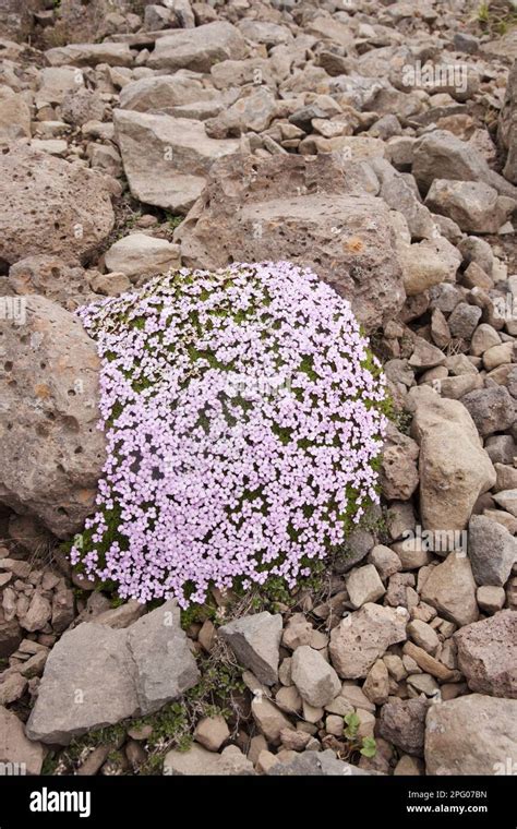 Moss campion (Silene acaulis), stemless campion, carnation family, Moss ...