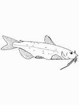 Realistic Catfish coloring Page sketch template