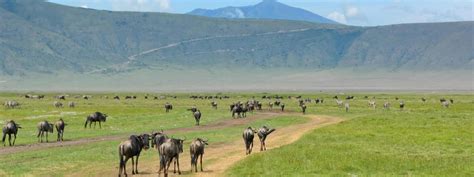 Ngorongoro Conservation Area – Kili-Boma Adventures