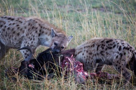 Hyenas Eating Prey Masai Mara Stock Photos, Pictures & Royalty-Free ...