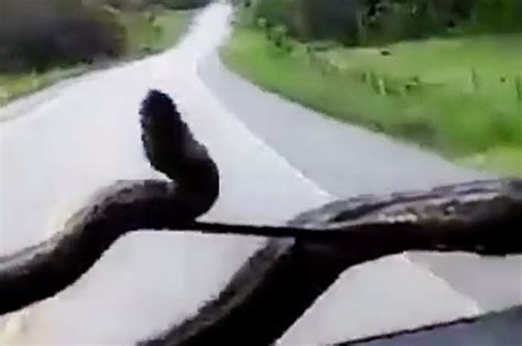 MONSTER killer anaconda attacks man driving car in shock graphic video ...