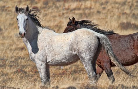 Wild Mustang Horse Photos | Images of Wild Mustang Horses