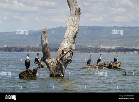 Birds on Lake Naivasha in Kenya Stock Photo - Alamy