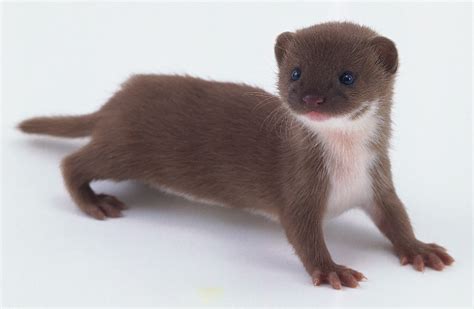 Took an animal quiz.....Apparently I'm a weasel.......... | Cute baby animals, Cute animals ...