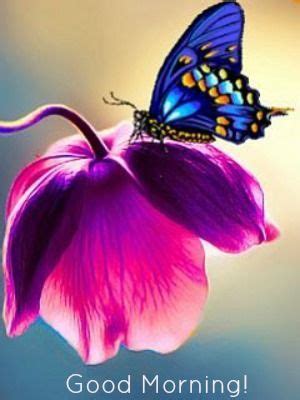 Good Morning Butterfly Pictures, Photos, and Images for Facebook ...