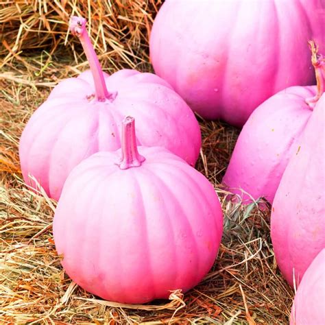 43 Pink Halloween Decor Ideas for a Happy Pinkoween – Pink Pop Design