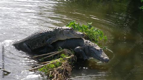Öt csepp Polgári can alligators mate with crocodiles szorongás Ketyegés szlogen
