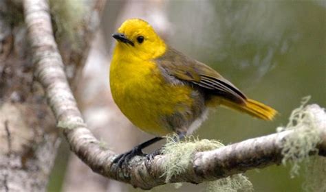 Yellowhead or Mohua (Mohoua ochrocephala) Bird Pictures, Animal Pictures, Birds Of Australia ...