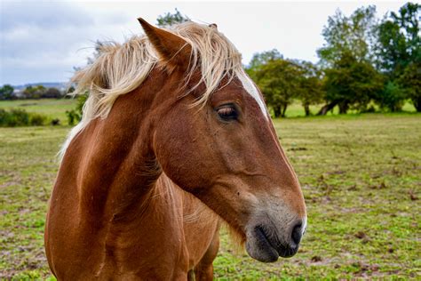 Horse island on Behance