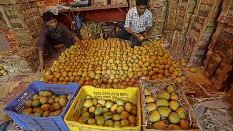 India's annual mango harvest hit by damaging storms | News | Al Jazeera