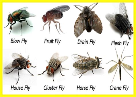 How to Get Rid of and Prevent a Fly Infestation - AllBugs