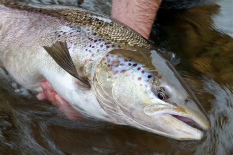 Trout vs. Salmon: All You Need to Know