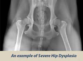 OFA Certification and Hip Dysplasia - HuntEmUp