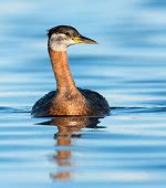 Free picture: red, necked, grebe, male, bird, up-close, podiceps grisegena