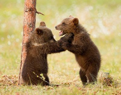 Teddy bear fight | Bear cubs, Brown bear, Bear