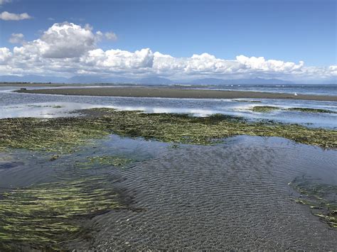 Centennial Beach Intertidal Exploration – Boundary Bay Regional Park – Nature Vancouver