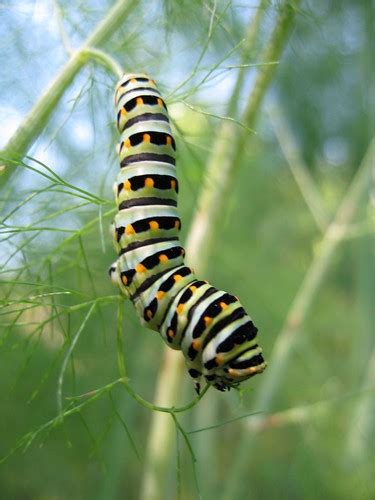 caterpillar on fennel | i think this is the caterpillar of a… | Flickr