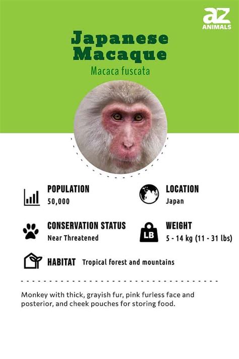 Japanese Macaque - A-Z Animals