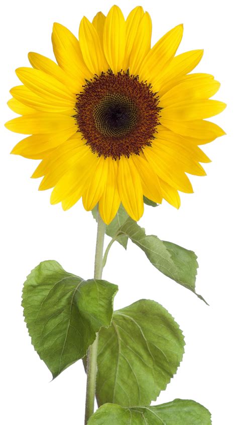 Sunflower, Garden, Bloom, Petals, Nature PNG