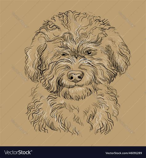 Barbet dog close up hand drawing dog brown Vector Image