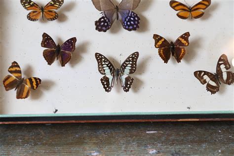 Vintage Butterfly Specimen Collection at 1stDibs