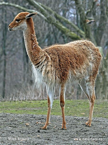 Vicuña Photos, Vicuña Images, Nature Wildlife Pictures | NaturePhoto