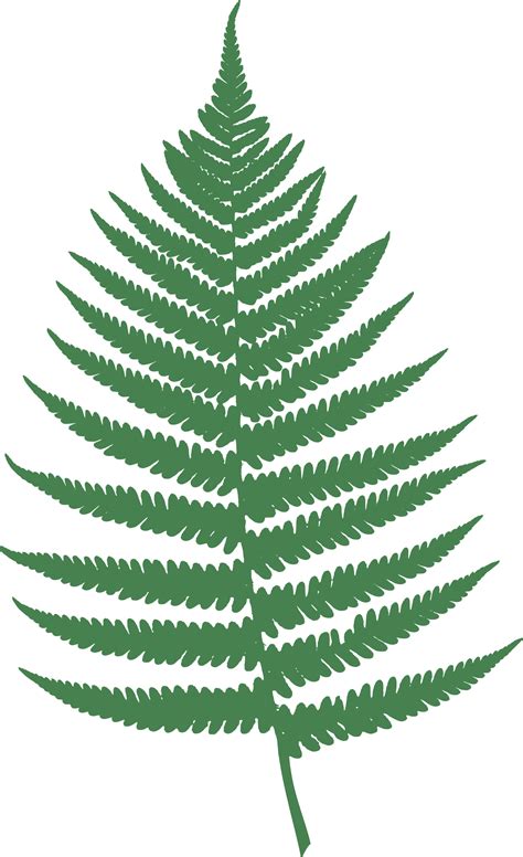 Fern Leaf Clipart | Free download on ClipArtMag