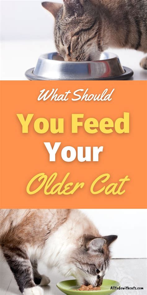 What Is The Best Cat Food For Older Cats? Feeding Your Senior Kitty in ...