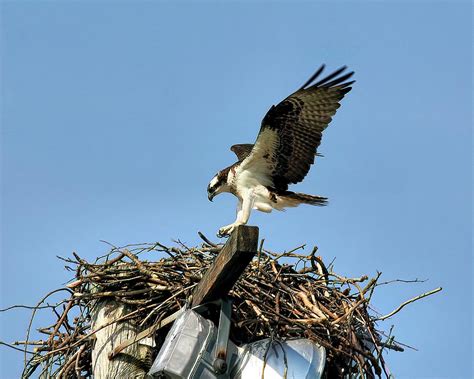 Landing Osprey 1 Photograph by Daniel Beard - Fine Art America