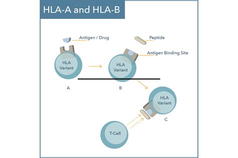 HLA-A & HLA-B Gene Spotlight - Genomind