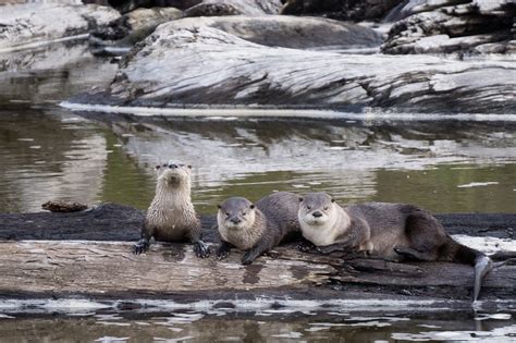 River Otters in Redwood National Park, California - Anne McKinnell Photography