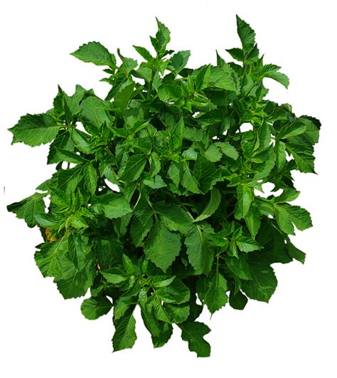 Potted Plant Top View Png : Plant top view png image artificial plant top view png image that ...