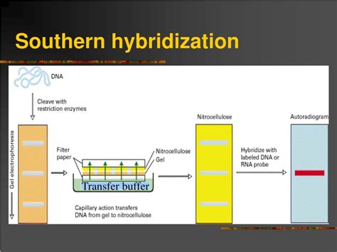 PPT - Southern, Northern and Western blotting PowerPoint Presentation, free download - ID:6151586