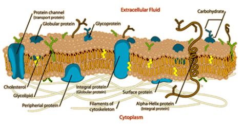 Cell Membrane and Signaling - AP Bio review site