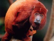 Red howler monkey – The Dallas World Aquarium