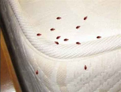 Bed Bug Removal | Bedbug Exterminators | Bedbug Pest Control