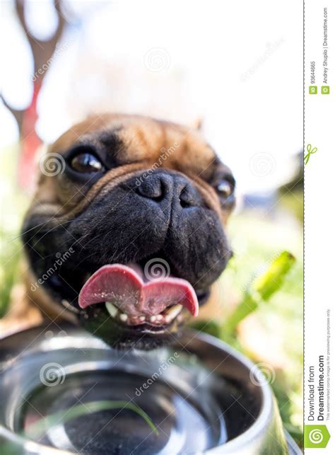 Dog Drinking Water from a Bowl Outdoors Stock Image - Image of care ...