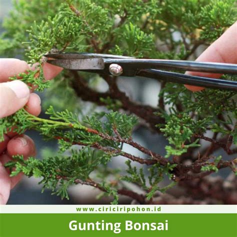 20 Alat Bonsai dan Kegunaannya — CIRICIRIPOHON.ID