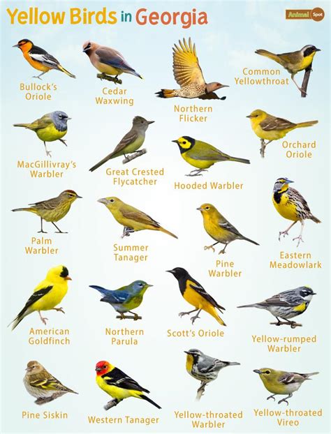 Yellow Birds in Georgia – Facts, List, Pictures