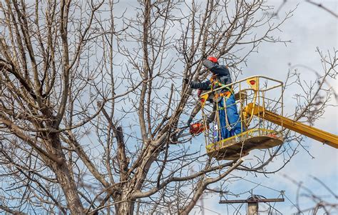 The Essential Guide To Tree Trimming Techniques, Tools, And Safety ...