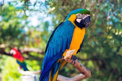 8 Top Blue Parrot Species to Keep as Pets